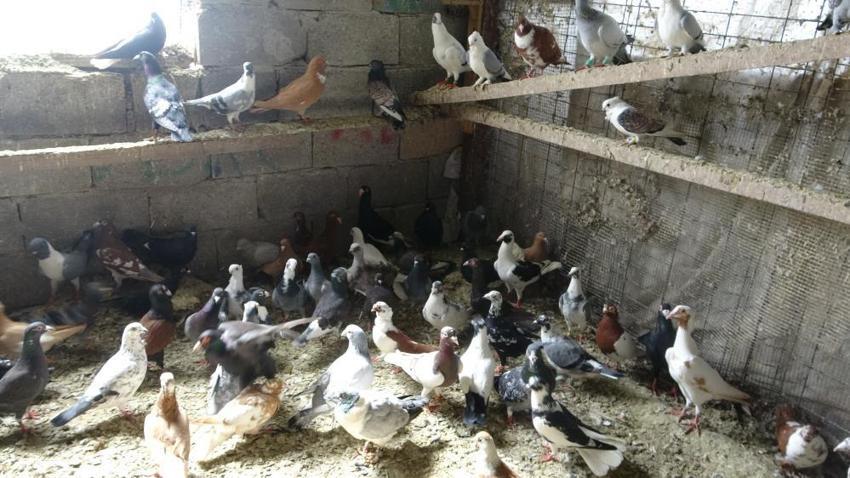 7 yaşında başladı, 52’sinde hala devam ediyor! 1 güvercinle başladı, 200 oldu!