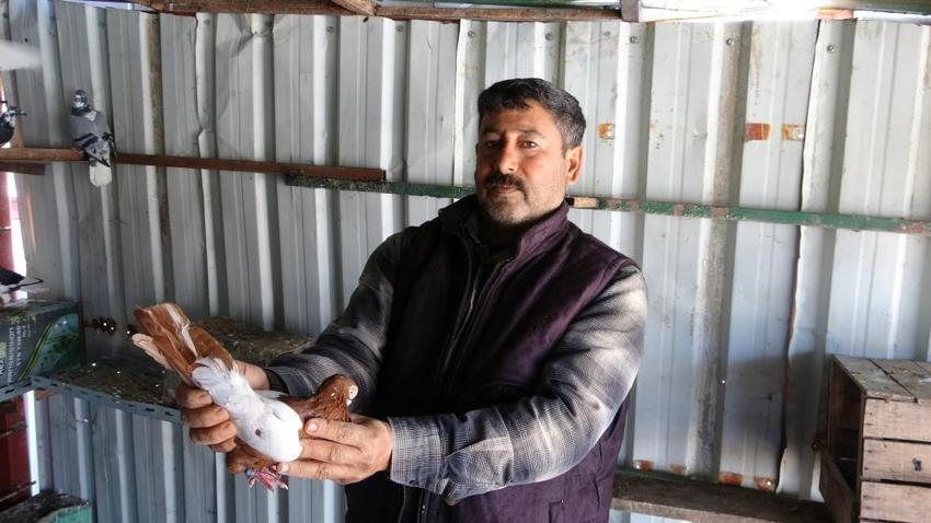 7 yaşında başladı, 52’sinde hala devam ediyor! 1 güvercinle başladı, 200 oldu!