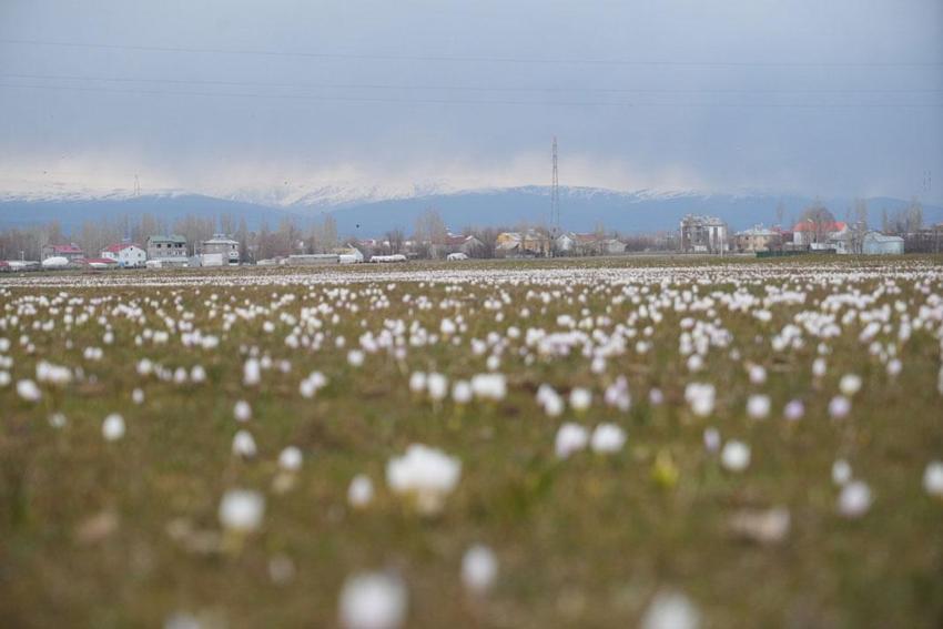 Muş Ovası’nda baharın ilk habercisi olan çiğdemler yeniden yüzünü gösterdi