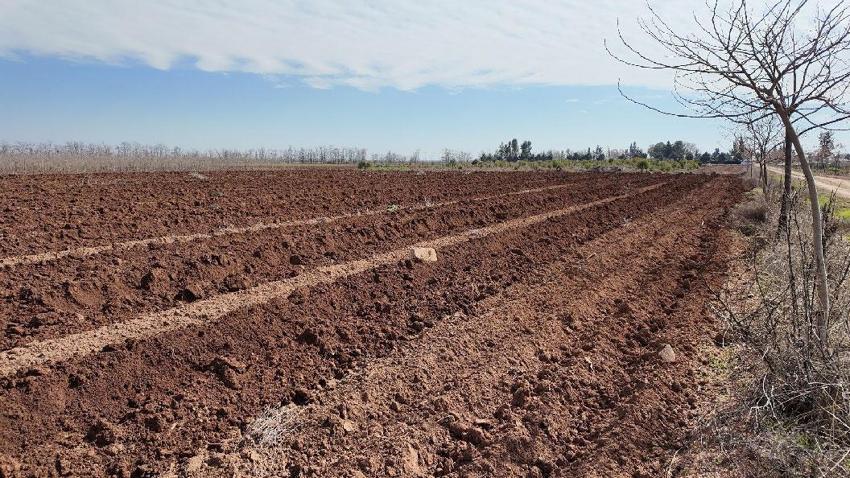 Şanlıurfa'da yeşil hamle! Büyükşehir Belediyesi’nden 20 bin çınar fidanı üretimi