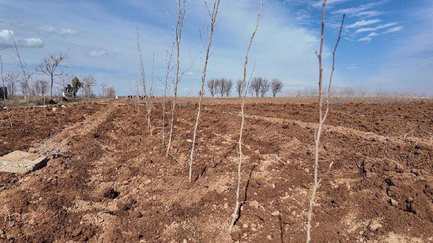 Şanlıurfa'da yeşil hamle! Büyükşehir Belediyesi’nden 20 bin çınar fidanı üretimi