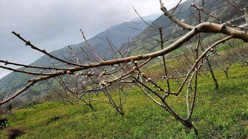 Samsun'da çiftçilere bordo bulamacı uyarısı