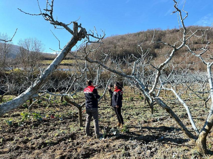 Samsun'da çiftçilere bordo bulamacı uyarısı