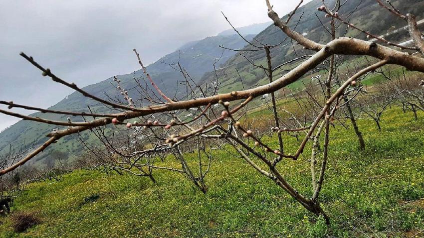 Samsun'da çiftçilere bordo bulamacı uyarısı