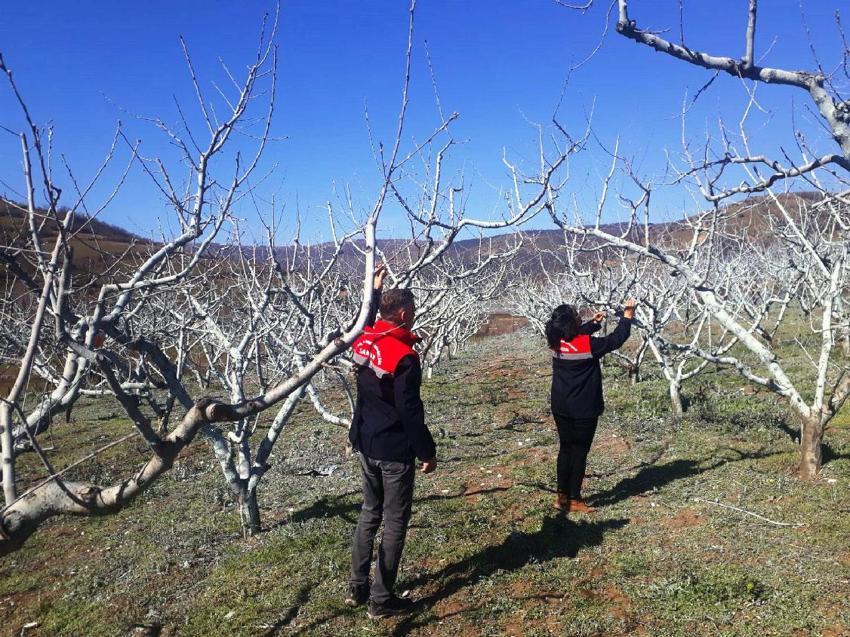 Samsun'da çiftçilere bordo bulamacı uyarısı