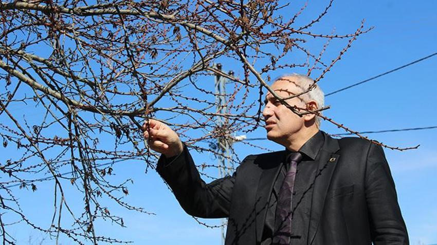 Üreticinin gözü kulağı bu haberde: Kayısı ağaçları eylem planıyla kurtuldu: Zirai dondan etkilenen kayısıda bu yıl yüksek verim bekleniyor