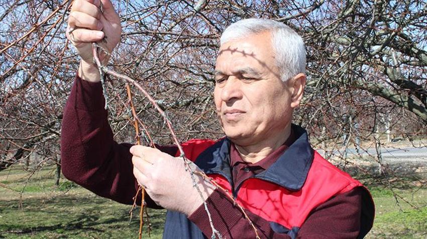 Üreticinin gözü kulağı bu haberde: Kayısı ağaçları eylem planıyla kurtuldu: Zirai dondan etkilenen kayısıda bu yıl yüksek verim bekleniyor