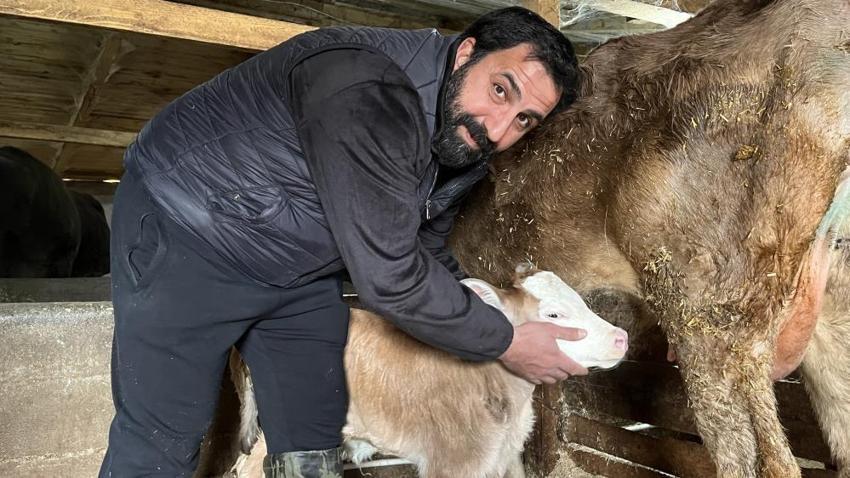 Buzağı ölümlerine karşı Artvin usulü çözüm: Çocukların buhar makinesi buzağılara nefes oldu!