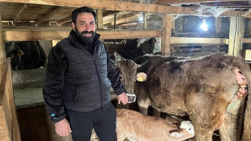 Buzağı ölümlerine karşı Artvin usulü çözüm: Çocukların buhar makinesi buzağılara nefes oldu!
