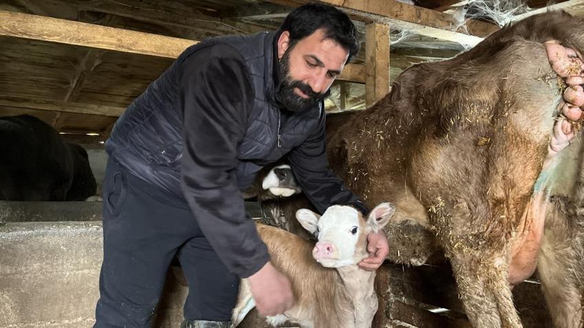 Buzağı ölümlerine karşı Artvin usulü çözüm: Çocukların buhar makinesi buzağılara nefes oldu!