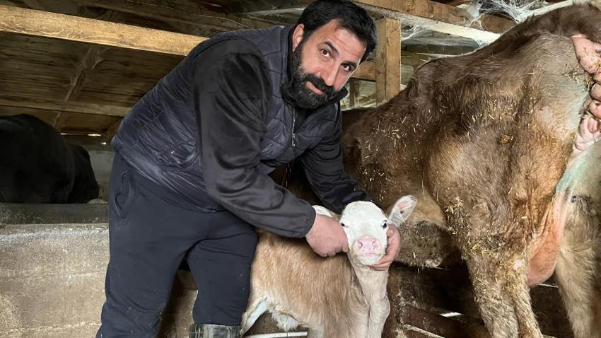 Buzağı ölümlerine karşı Artvin usulü çözüm: Çocukların buhar makinesi buzağılara nefes oldu!
