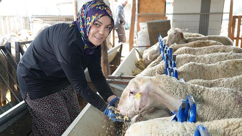 3 koyunla başladı, kendi işinin patronu oldu! Önce korkusunu yendi şimdi tüm ailesine o bakıyor