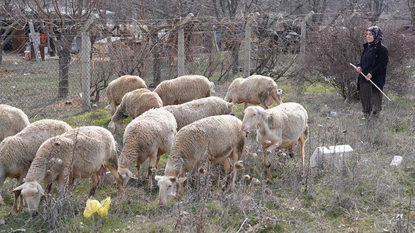3 koyunla başladı, kendi işinin patronu oldu! Önce korkusunu yendi şimdi tüm ailesine o bakıyor
