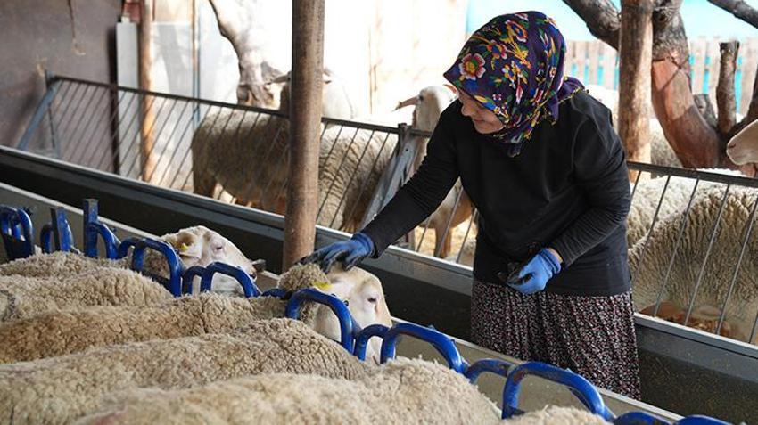 3 koyunla başladı, kendi işinin patronu oldu! Önce korkusunu yendi şimdi tüm ailesine o bakıyor