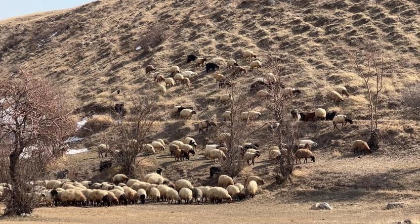 40 kilometre arayla iki mevsim: Yüksekova'da son 10 yılın en çetin kışı, Esendere'de bahar havası