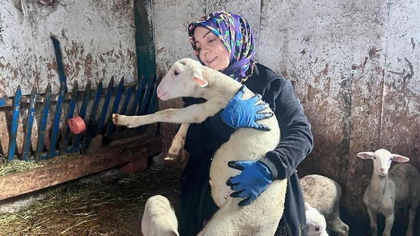 Şehir hayatından bıktı, 'yapamazsın' diyenlere inat vazgeçmedi! 3 koyunla başladı, şimdi çiftlik sahibi, siparişlere yetişemiyor