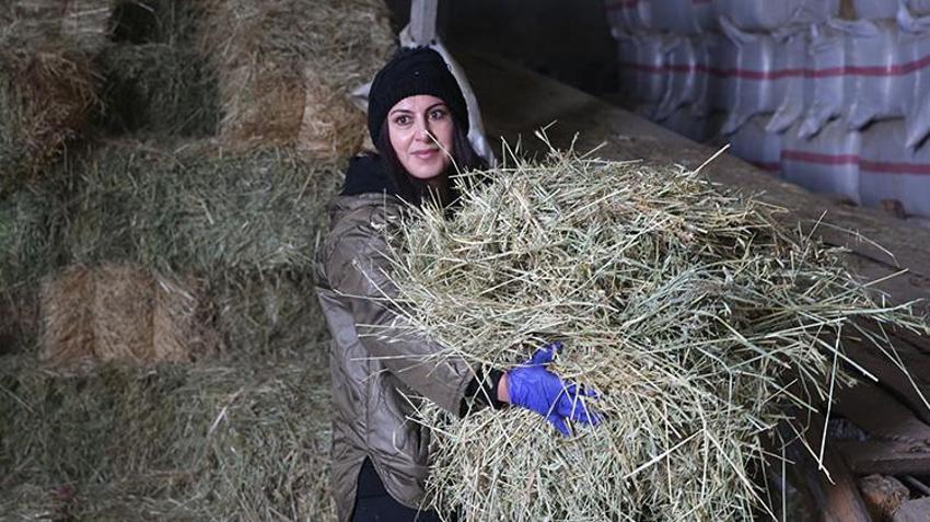 Kars'ta kadın girişimci hayvancılığa başladı! 47 hayvanı devlet verdi gerisini o artırdı