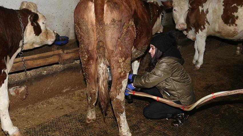 Kars'ta kadın girişimci hayvancılığa başladı! 47 hayvanı devlet verdi gerisini o artırdı