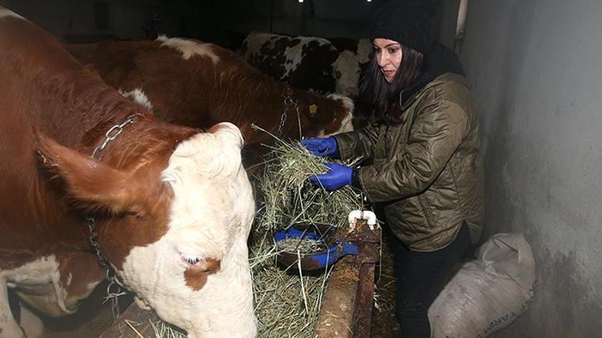 Kars'ta kadın girişimci hayvancılığa başladı! 47 hayvanı devlet verdi gerisini o artırdı