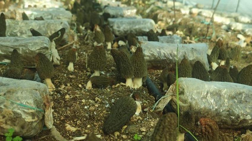 Kilosu 5 bin TL! Mersin'de ilk hasat yapıldı: Doğada çok az bulunuyor, çiftçinin yeni gelir kapısı oldu