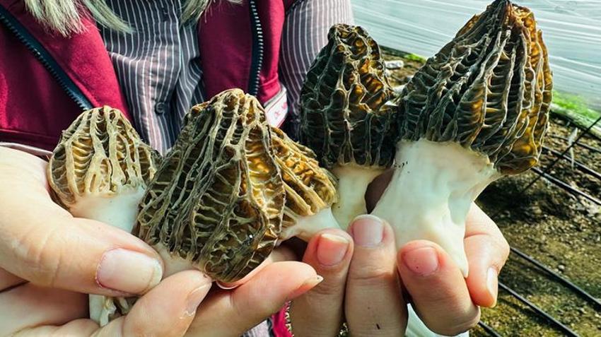 Kilosu 5 bin TL! Mersin'de ilk hasat yapıldı: Doğada çok az bulunuyor, çiftçinin yeni gelir kapısı oldu