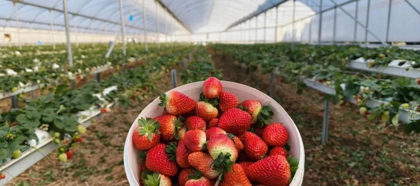 Hasat Mart'ta başladı: Kilosu 160 lira! Yurt dışı Mersin ürününe akın ediyor