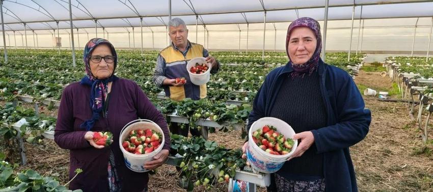 Hasat Mart'ta başladı: Kilosu 160 lira! Yurt dışı Mersin ürününe akın ediyor