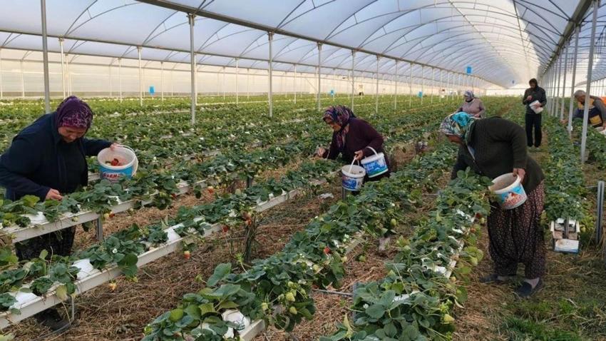 Mart ayında altın değerinde hasat: Köprübaşı çileği kilosu 200 TL'den yok satıyor!