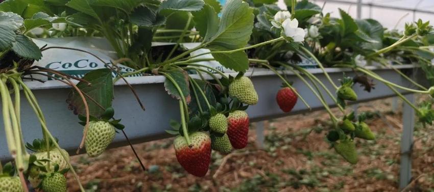 Hasat Mart'ta başladı: Kilosu 160 lira! Yurt dışı Mersin ürününe akın ediyor