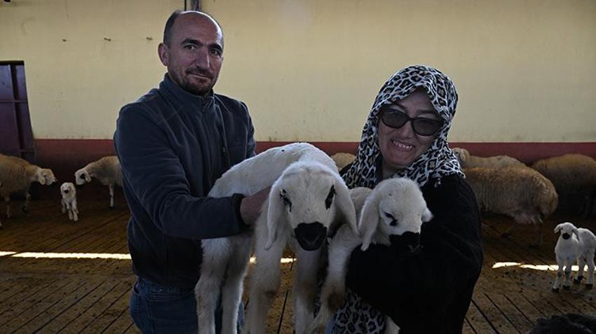Kahramanmaraşlı kadın girişimci muhasebeciliği bıraktı, hayallerinin patronu oldu! Devlet desteğiyle 3 yılda sürüsünü 103’ten 800’e çıkardı