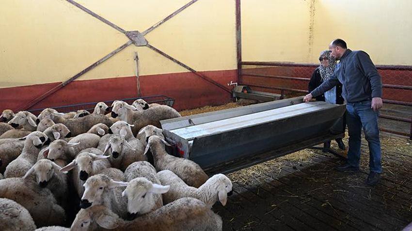 Kahramanmaraşlı kadın girişimci muhasebeciliği bıraktı, hayallerinin patronu oldu! Devlet desteğiyle 3 yılda sürüsünü 103’ten 800’e çıkardı