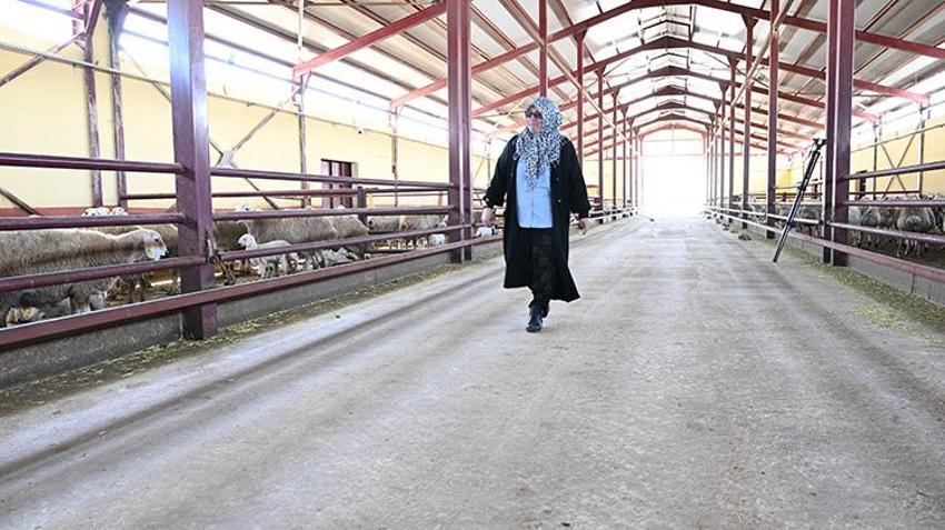 Kahramanmaraşlı kadın girişimci muhasebeciliği bıraktı, hayallerinin patronu oldu! Devlet desteğiyle 3 yılda sürüsünü 103’ten 800’e çıkardı