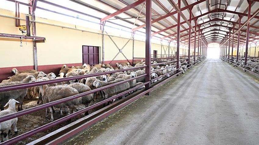 Kahramanmaraşlı kadın girişimci muhasebeciliği bıraktı, hayallerinin patronu oldu! Devlet desteğiyle 3 yılda sürüsünü 103’ten 800’e çıkardı
