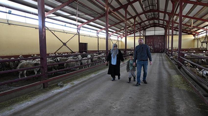 Kahramanmaraşlı kadın girişimci muhasebeciliği bıraktı, hayallerinin patronu oldu! Devlet desteğiyle 3 yılda sürüsünü 103’ten 800’e çıkardı