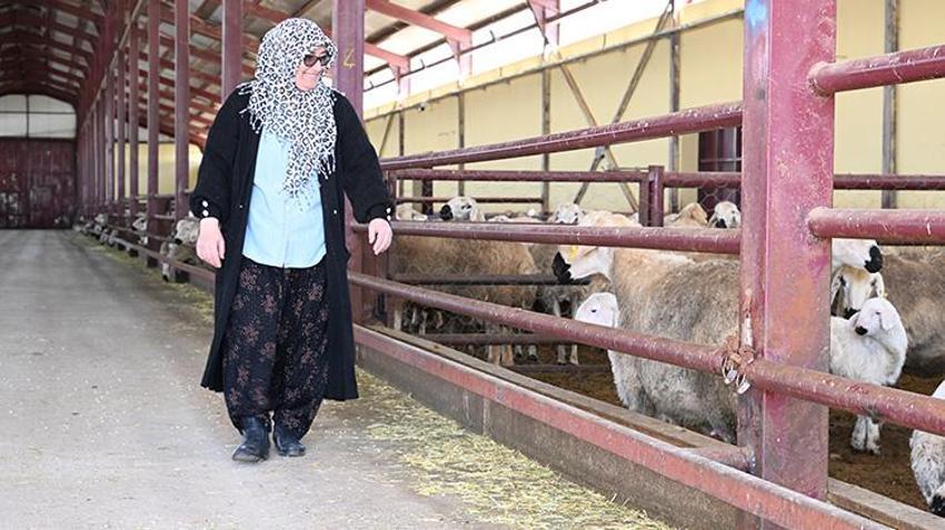 Kahramanmaraşlı kadın girişimci muhasebeciliği bıraktı, hayallerinin patronu oldu! Devlet desteğiyle 3 yılda sürüsünü 103’ten 800’e çıkardı