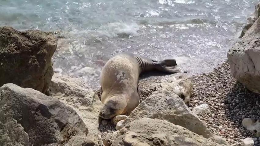 Akdeniz foklarının son sığınaklarına büyük tehdit: Nesli tükenmekte olan fokları turistlere göstermek için mağaraya girdiler!