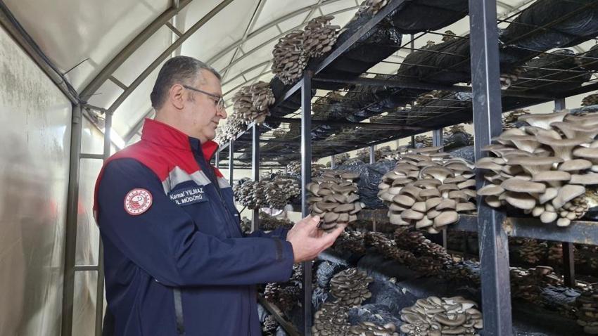 Samsun’da alternatif gelir kapısı oldu: Hasat başladı, yıllık 84 ton üretiliyor