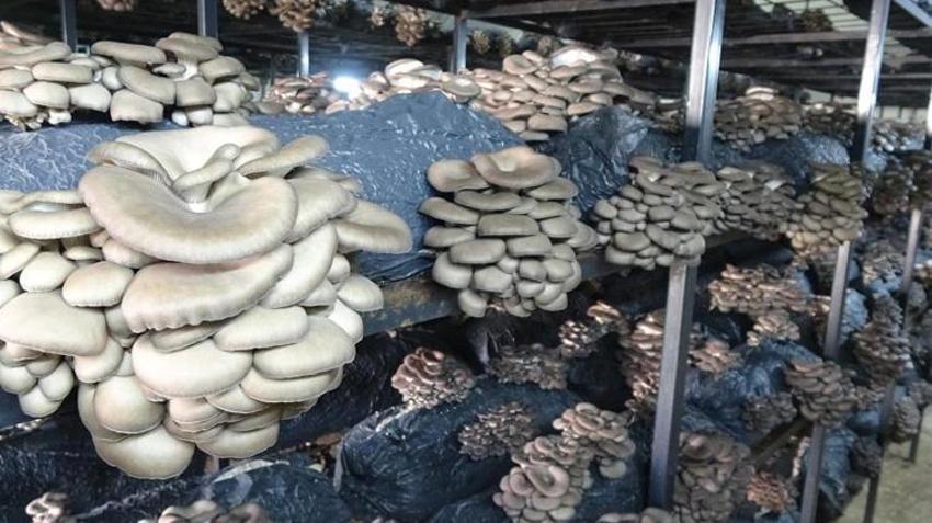 Samsun’da alternatif gelir kapısı oldu: Hasat başladı, yıllık 84 ton üretiliyor