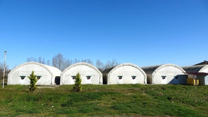 Samsun’da alternatif gelir kapısı oldu: Hasat başladı, yıllık 84 ton üretiliyor