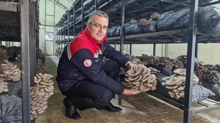 Samsun’da alternatif gelir kapısı oldu: Hasat başladı, yıllık 84 ton üretiliyor