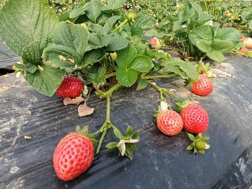 Manisa'nın tescilli ürünü Köprübaşı çileği altın sezonunu yaşıyor