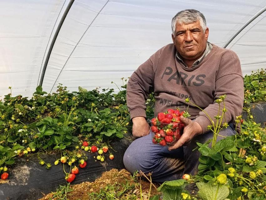 Manisa'nın tescilli ürünü Köprübaşı çileği altın sezonunu yaşıyor