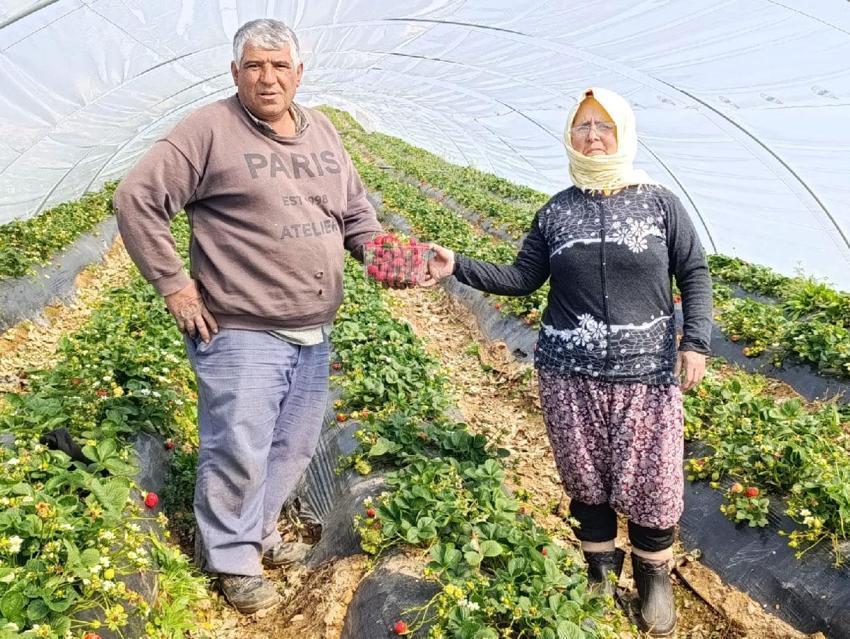 Manisa'nın tescilli ürünü Köprübaşı çileği altın sezonunu yaşıyor