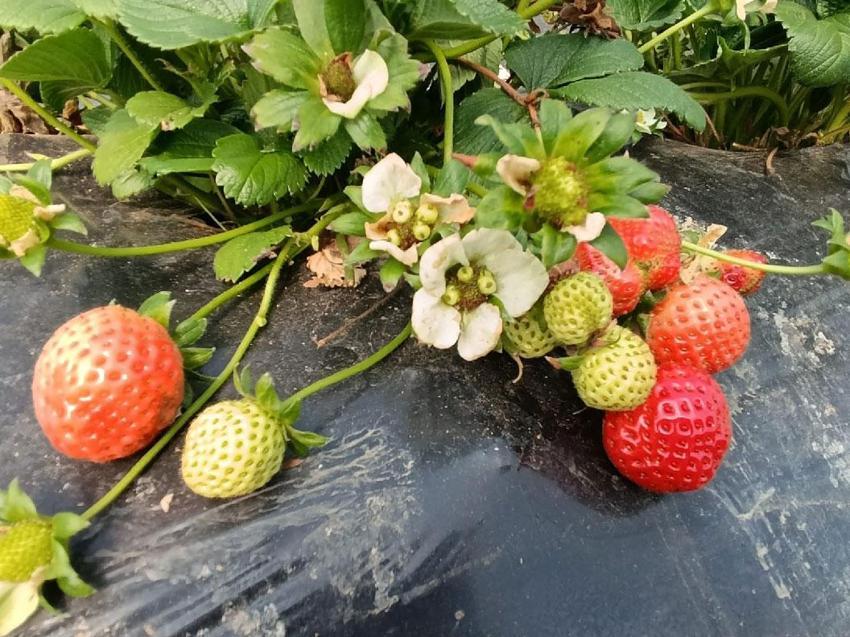 Manisa'nın tescilli ürünü Köprübaşı çileği altın sezonunu yaşıyor