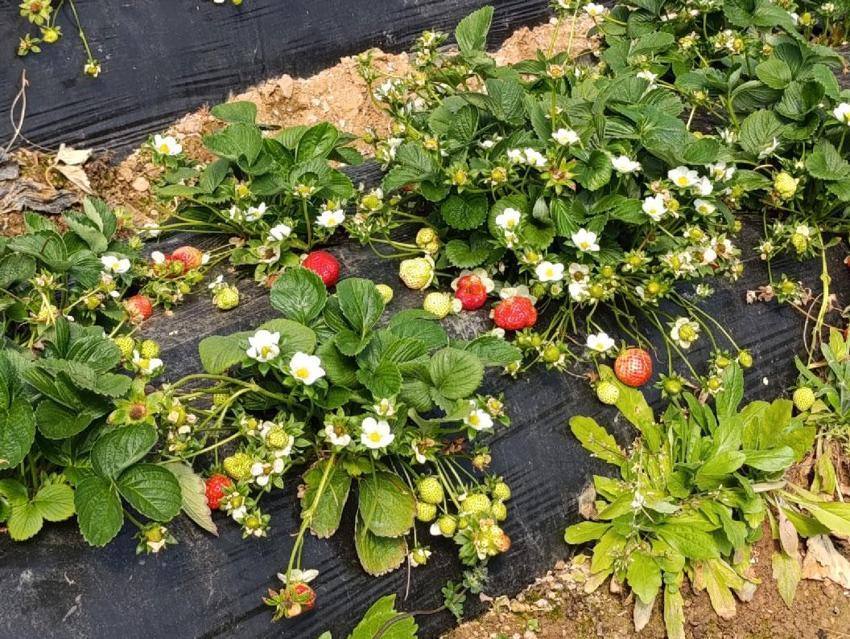 Manisa'nın tescilli ürünü Köprübaşı çileği altın sezonunu yaşıyor