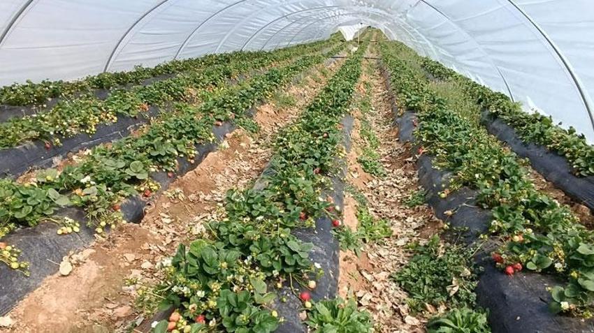 Manisa'nın tescilli ürünü Köprübaşı çileği altın sezonunu yaşıyor