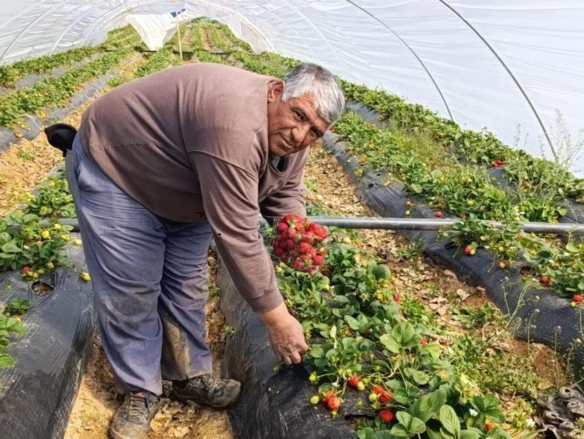 Toptancılar toplamak için tarlaya girdiler: Kilosu 200 liradan kapış kapış gidiyor! Manisa'da coğrafi işaretli üründe hasat başladı