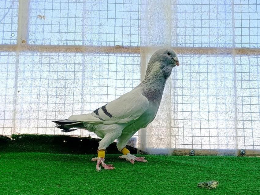 Hobi olarak yapıyordu, memuriyeti bırakıp bu işe başladı! Her birini otomobil fiyatına satıyor