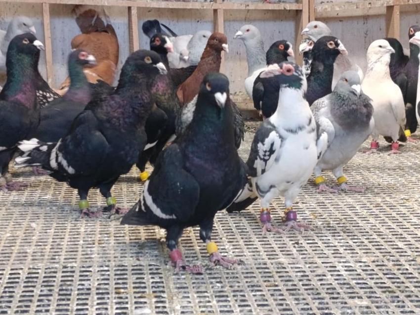 Hobi olarak yapıyordu, memuriyeti bırakıp bu işe başladı! Her birini otomobil fiyatına satıyor