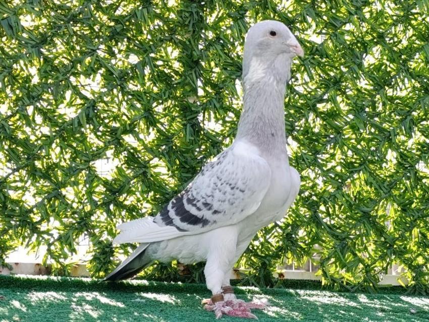 Hobi olarak yapıyordu, memuriyeti bırakıp bu işe başladı! Her birini otomobil fiyatına satıyor